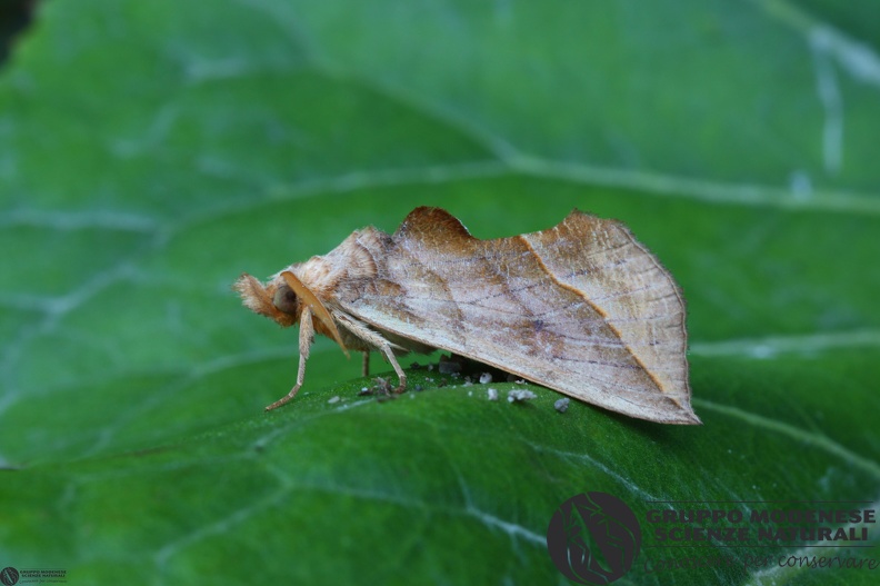 Calyptra thalictri2.JPG