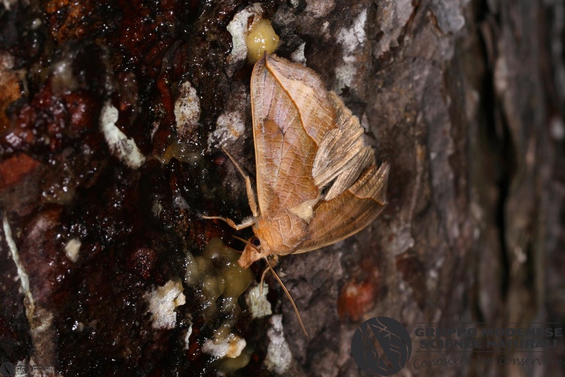 Calyptra thalictri3.JPG