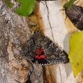 Catocala dilecta (2)