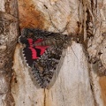 Catocala dilecta2