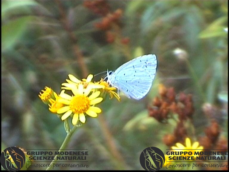 Celastrina argiolus.jpg