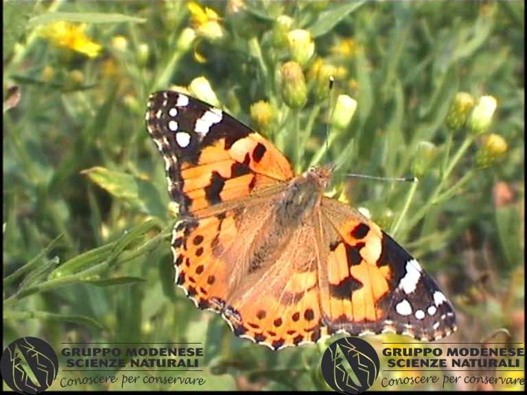 Celastrina cardui.jpg