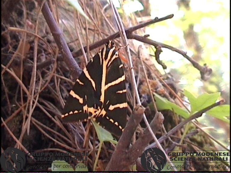 Celastrina quadripunctaria.jpg