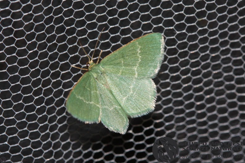 Chlorissa chloraria.JPG