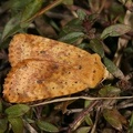 Conistra rubiginea