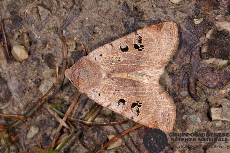 Conistra rubiginosa - Conistra rubiginosa.JPG Conistra rubiginosa.JPG