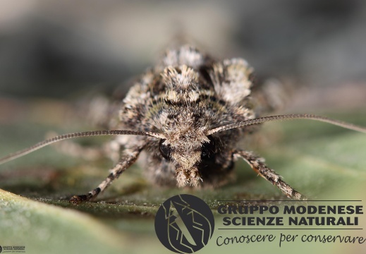 Dryobotodes eremita