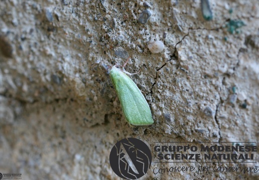 Earias clorana