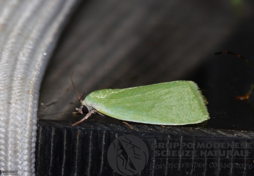 Earias clorana2