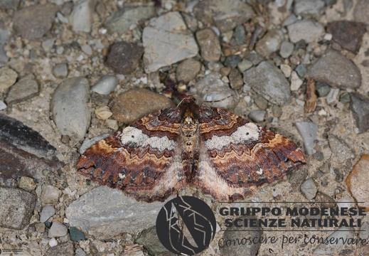 Earophila badiata