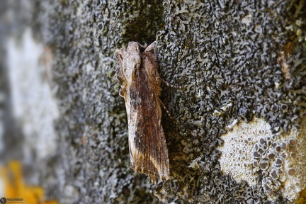 Egira conspicillaris melaleuca