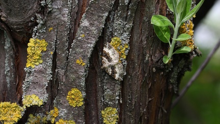 Epirrhoe rivata2