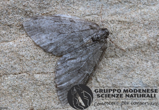 Epirrita sp