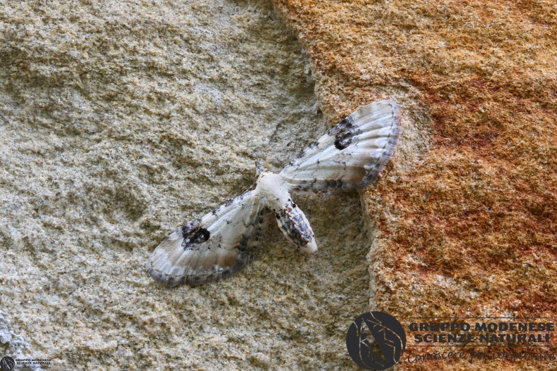 Eupithecia centaureata.JPG