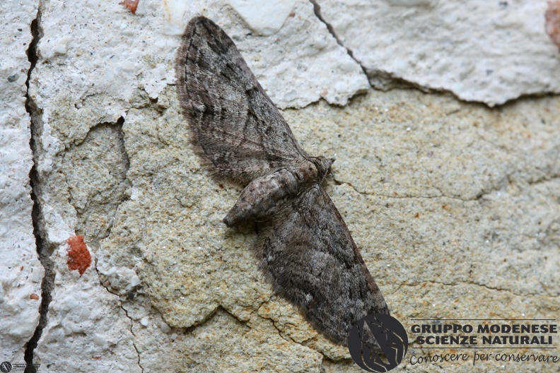 Eupithecia ericeata cf.JPG