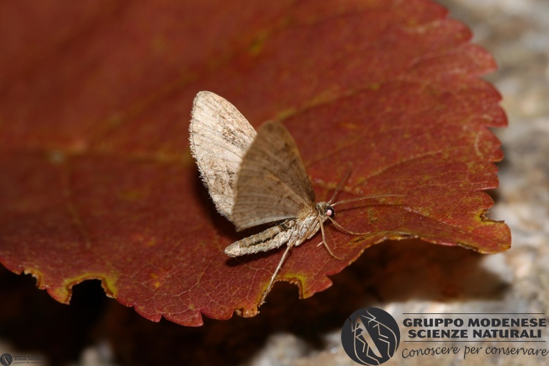 Eupithecia sp.JPG