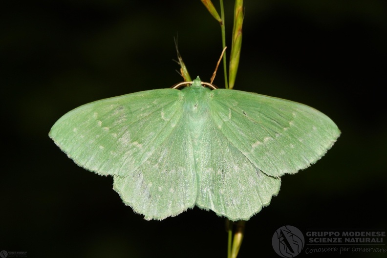 Geometra papilionaria.JPG