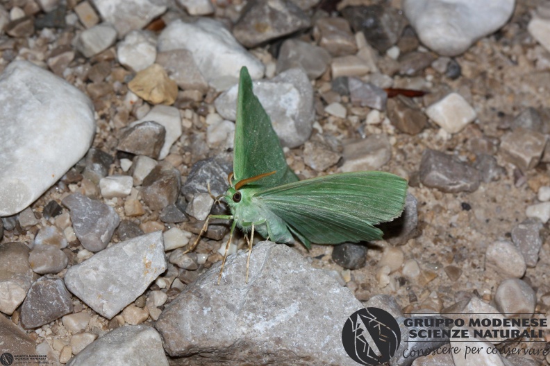 Geometra papilionaria4.JPG