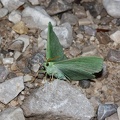 Geometra papilionaria4