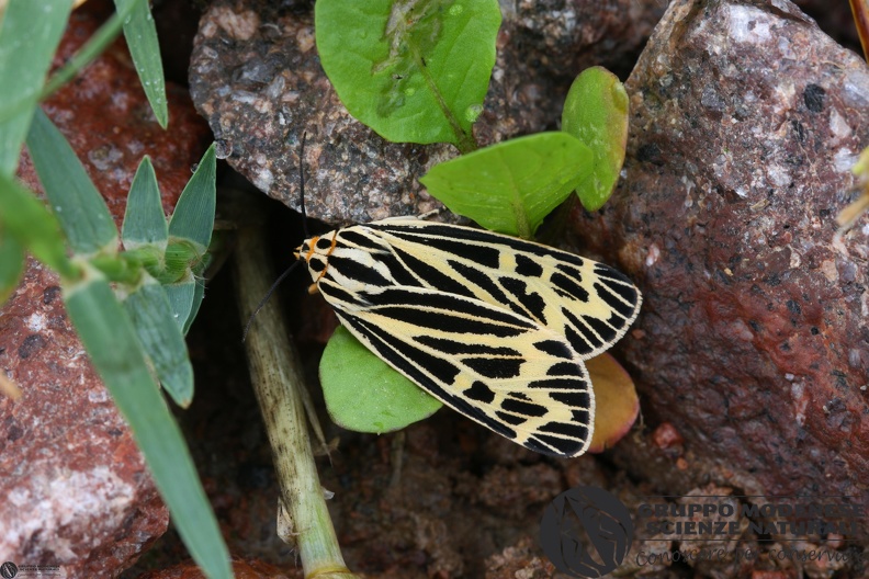 Grammia quenseli female.JPG