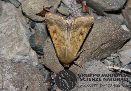 Helicoverpa armigera