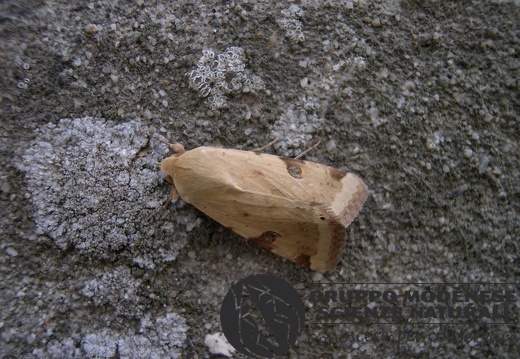 Heliotis peltigera