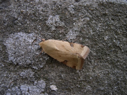 Heliotis peltigera