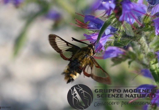 Hemaris fuciformis