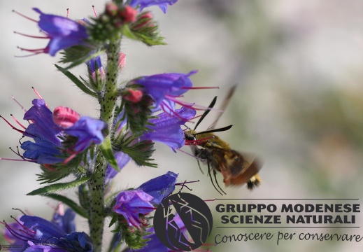 Hemaris fuciformis2