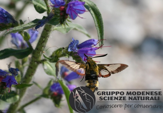 Hemaris fuciformis3