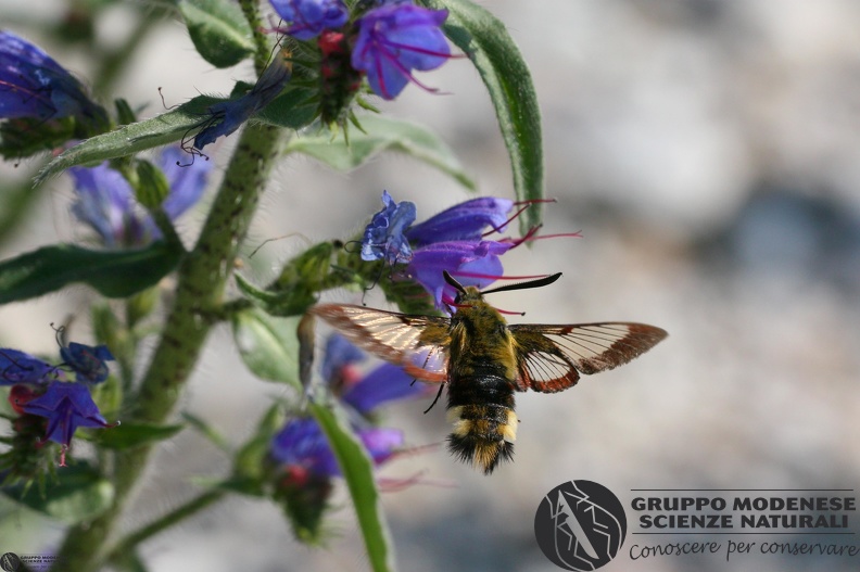 Hemaris fuciformis3.JPG