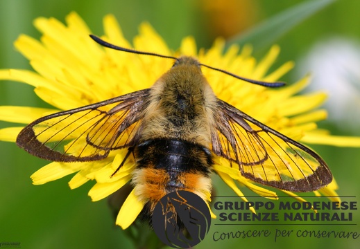 Hemaris tityus