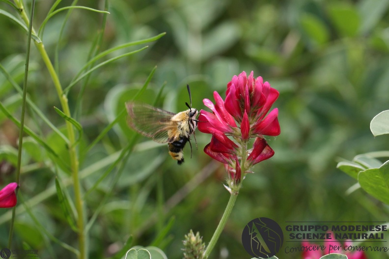 Hemaris tityus11.JPG