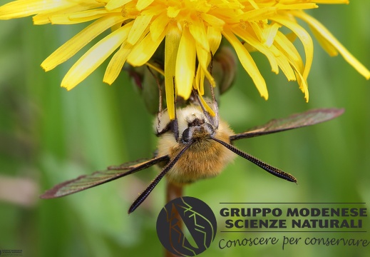 Hemaris tityus2