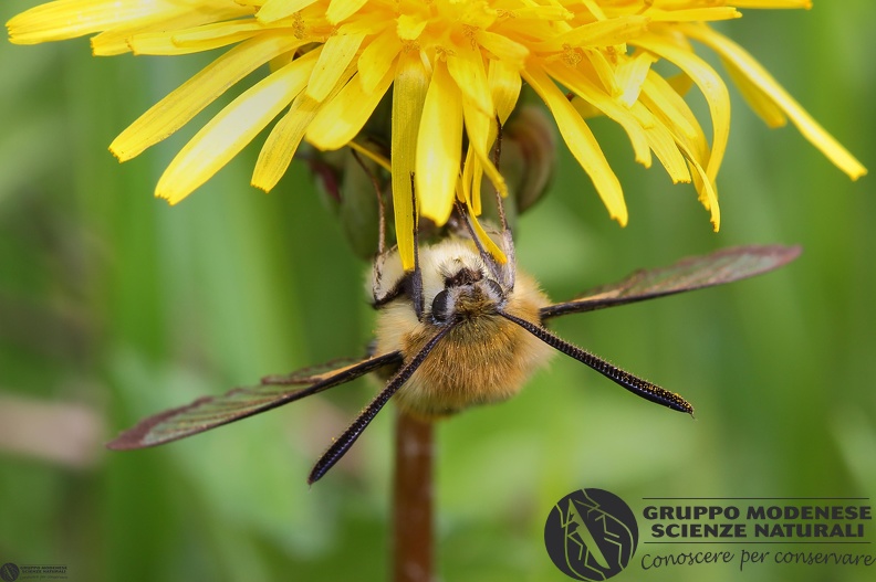 Hemaris tityus2.JPG