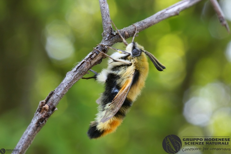 Hemaris tityus6.JPG