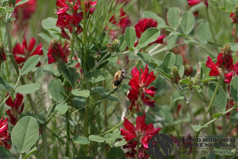 Hemaris tityus8.JPG