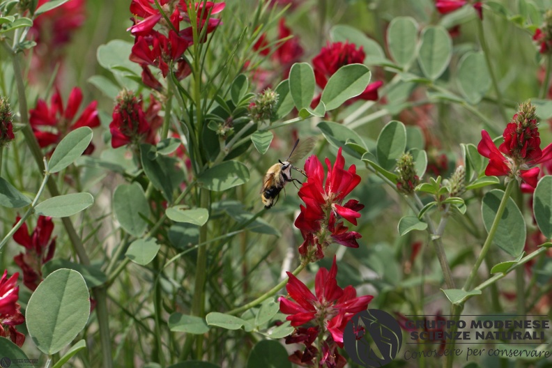 Hemaris tityus8.JPG