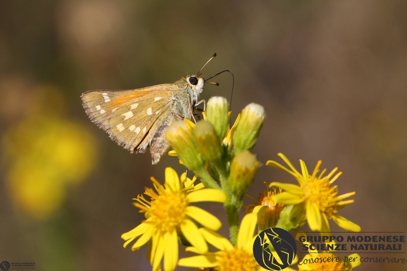 Hesperia comma.JPG