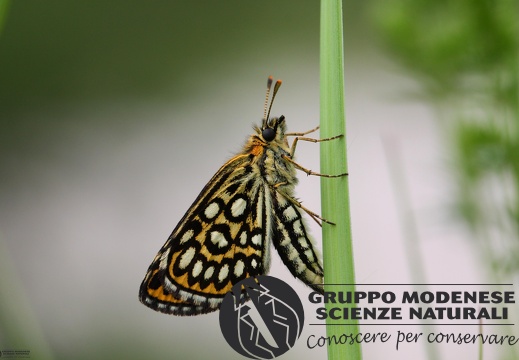 Heteropterus morpheus4