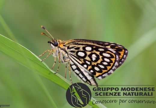 Heteropterus morpheus5