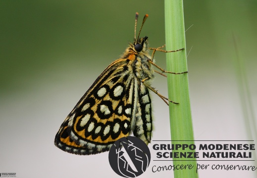 Heteropterus morpheus6