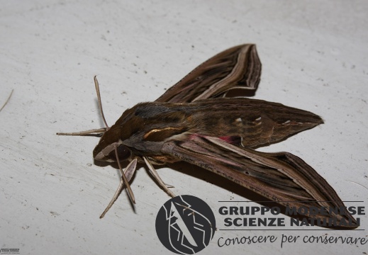 Hippotion celerio original