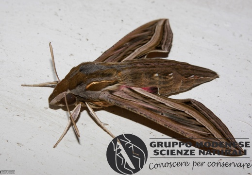 Hippotion celerio