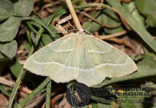 Hylaea fasciaria