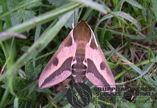Hyles euphorbiae (2)