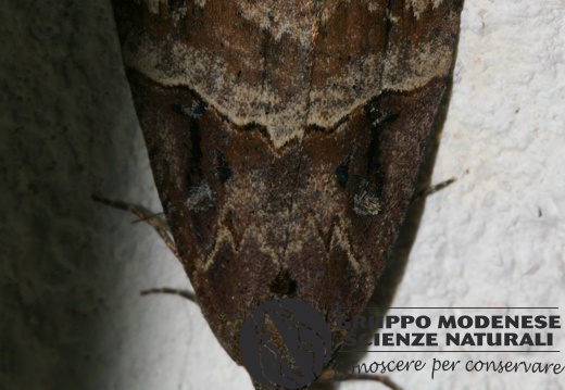 Hypena rostralis