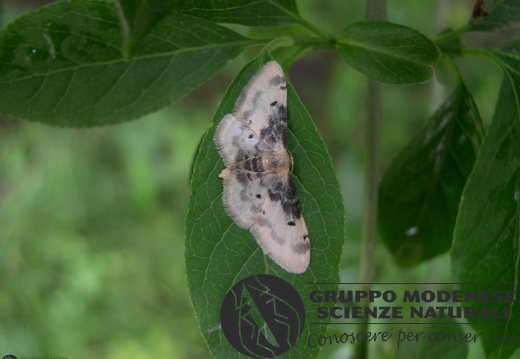 Idaea filicata