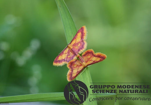 Idaea muricata mating