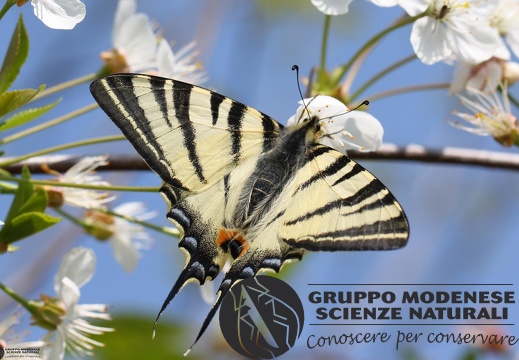 Iphiclides podalirius